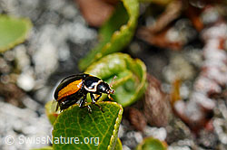 C173270: Coccinella venusta (Marienkäfer)