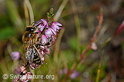 Honigbiene (Apis mellifera) an Besenheide (Calluna vulgaris) (C176089)