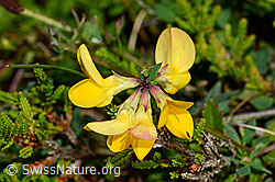 Gewöhnlicher Hornklee (Lotus corniculatus) (C176097)