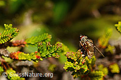 Siphona geniculata (Raupenfliege) (C176100)