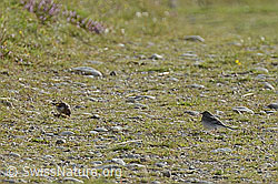 Junger Distelfink (Carduelis carduelis) und junge Bachstelze (Motacilla alba) (C176112)