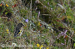 Distelfink (Carduelis carduelis) (C176130)