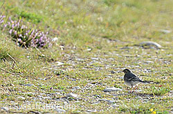Junge Bachstelze (Motacilla alba) (C176147)