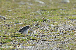 Junge Bachstelze (Motacilla alba) (C176152)