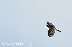 Junge Bachstelze (Motacilla alba) (C176161)