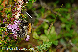 Ackerhummel (Bombus pascuorum) an Besenheide (Calluna vulgaris) (C176174)