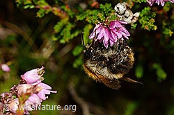 Ackerhummel (Bombus pascuorum) an Besenheide (Calluna vulgaris) (C176176)
