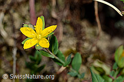 C176179: Geflecktes Johanniskraut (Hypericum maculatum)