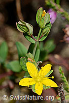 C176181: Geflecktes Johanniskraut (Hypericum maculatum)
