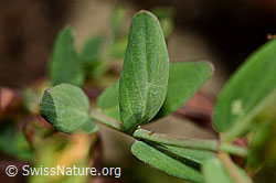 C176183: Geflecktes Johanniskraut (Hypericum maculatum)