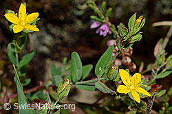 C176186: Geflecktes Johanniskraut (Hypericum maculatum)