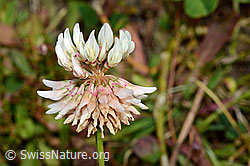 Kriechender Klee (Trifolium repens) (28.08.2020, C176197)