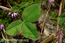 Kriechender Klee (Trifolium repens) (28.08.2020, C176199)