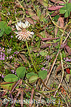 Kriechender Klee (Trifolium repens) (C176202)