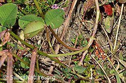 Kriechender Klee (Trifolium repens) (C176203)