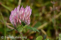 C176206: Rot-Klee (Trifolium pratense)