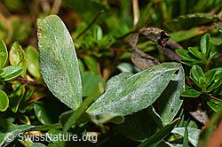 C176209: Rot-Klee (Trifolium pratense)