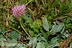 C176210: Rot-Klee (Trifolium pratense)