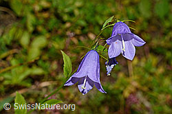 Rautenblättrige Glockenblume (Campanula rhomboidalis) (C176214)