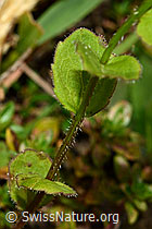 Rautenblättrige Glockenblume (Campanula rhomboidalis) (C176215)