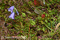 Rautenblättrige Glockenblume (Campanula rhomboidalis) (C176218)