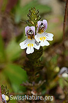 Gebräuchlicher Augentrost (Euphrasia rostkoviana) (28.08.2020, C176227)