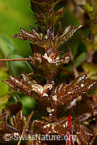 Euphrasia rostkoviana (C176228)