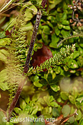 Achillea millefolium (C176232)
