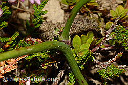 Hypochaeris radicata (C176245)