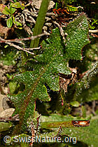 Hypochaeris radicata (C176247)