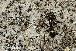 Formica rufa (C176257)