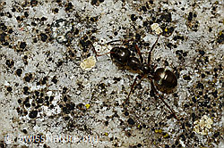 Formica rufa (C176261)
