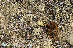 Eristalis tenax (C176281)