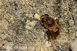Eristalis tenax (C176282)