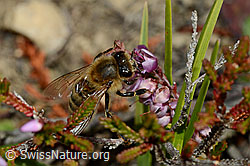 Honigbiene (Apis mellifera) an Besenheide (Calluna vulgaris) (C176287)