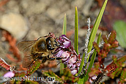 Honigbiene (Apis mellifera) an Besenheide (Calluna vulgaris) (C176288)