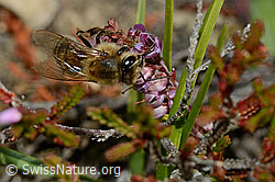Honigbiene (Apis mellifera) an Besenheide (Calluna vulgaris) (C176289)