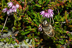 Mistbiene (Eristalis tenax) an Besenheide (Calluna vulgaris) (C176298)