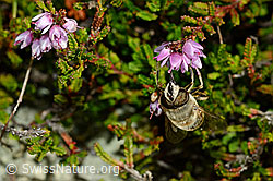 Mistbiene (Eristalis tenax) an Besenheide (Calluna vulgaris) (C176299)