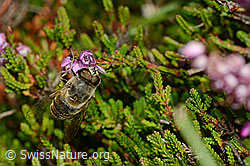 Mistbiene (Eristalis tenax) an Besenheide (Calluna vulgaris) (C176302)