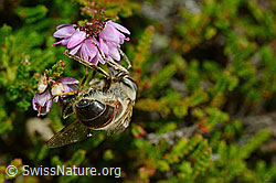 Mistbiene (Eristalis tenax) an Besenheide (Calluna vulgaris) (C176304)