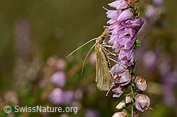 Agriphila tristella an Besenheide (Calluna vulgaris) (C176306)