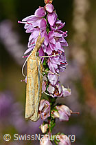 Agriphila tristella an Besenheide (Calluna vulgaris) (C176309)