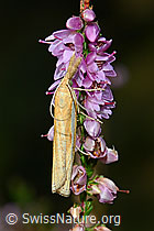 Agriphila tristella an Besenheide (Calluna vulgaris)
