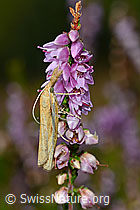 Agriphila tristella an Besenheide (Calluna vulgaris) (C176316)