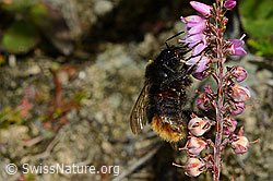 Steinhummel (Bombus lapidarius) an Besenheide (Calluna vulgaris) (C176321)