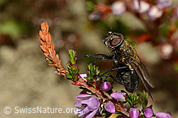 Graugelbe Polsterfliege (Pollenia rudis) auf Besenheide (Calluna vulgaris) (C176353)