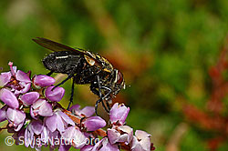 Graugelbe Polsterfliege (Pollenia rudis) auf Besenheide (Calluna vulgaris) (C176360)
