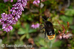 Steinhummel (Bombus lapidarius) an Besenheide (Calluna vulgaris) (C176378)