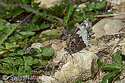 Photo: Brintesia circe